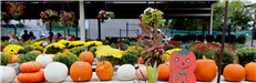 Pumpkins on a table at the Vinton Farmer's Market
