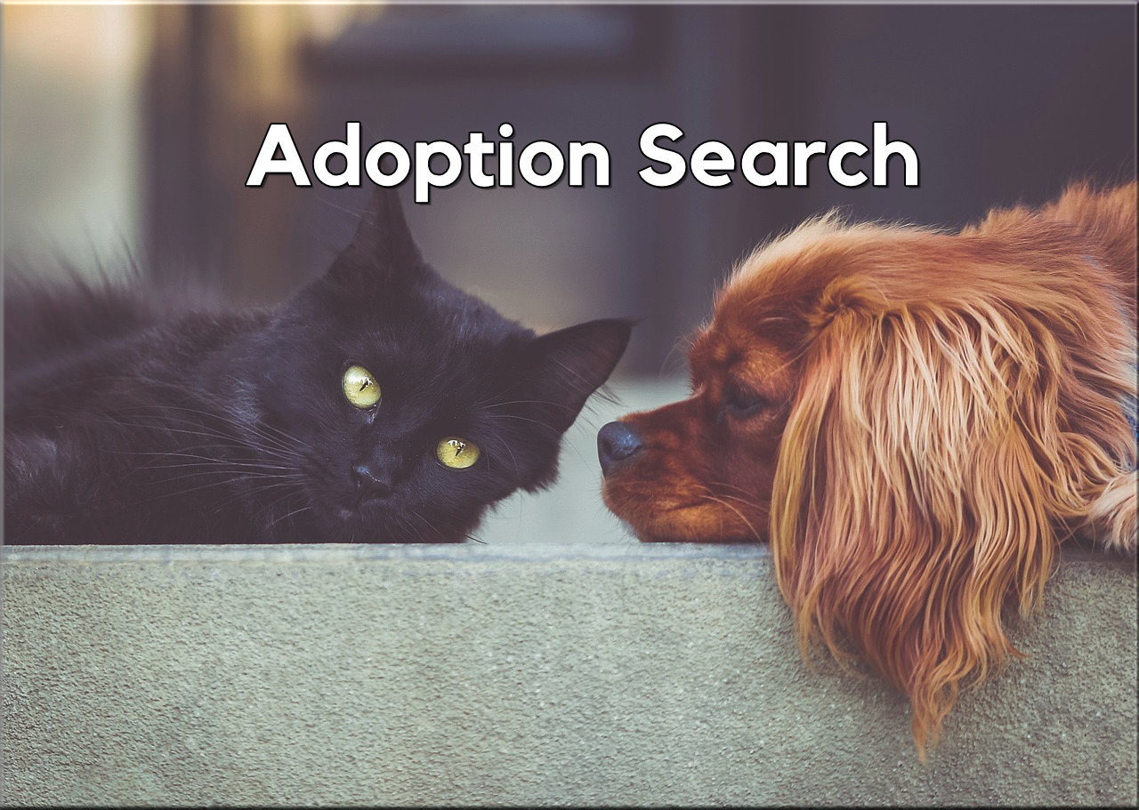 Cat and Dog lying next to each other