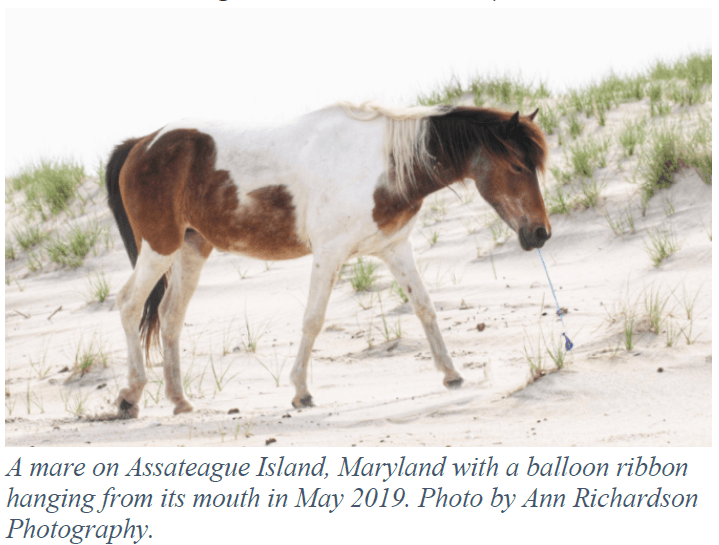 wild pony on beach with balloon and string hanging from its mouth